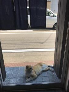 东京328号休闲旅舍的一条街道旁人行道上躺着的猫