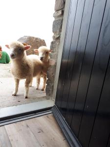 丁格尔Old Irish farmhouse的两只羊站在门前