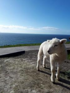 丁格尔Old Irish farmhouse的一只羊站在靠近海洋的路上