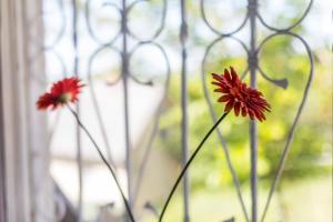 BajSzőlőskert Vendégház的两朵红花坐在窗户里