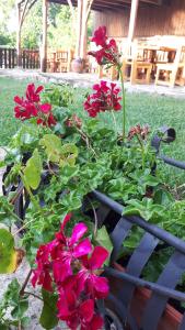泽拉夫纳扎寇瓦卡什塔旅馆的蓝色长凳上种着红色花的花园