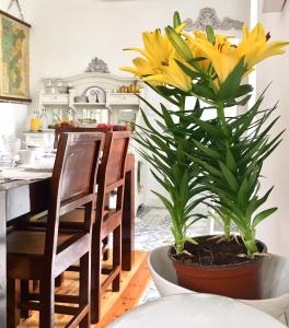 科英布拉CoimbraAmeias的厨房里桌子上的一个锅子里的黄色花
