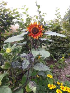 维利希Bingers kleine Scheune的花园中向日葵