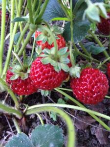 泰拉维Guesthouse "KISTAURI"的种植在植物上的草莓