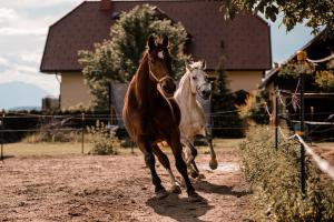 沃尔特湖畔佩莎赫Urlaub für Mensch und Tier - Appartements Pirkhof的两匹马在土路上跑