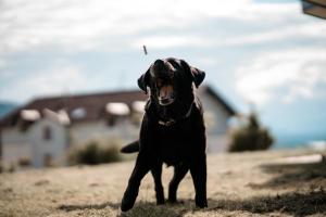 沃尔特湖畔佩莎赫Urlaub für Mensch und Tier - Appartements Pirkhof的一只黑狗站在草地上