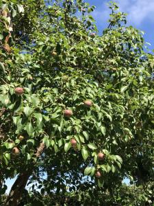 许尔斯霍斯特B&B Het Wellnest的苹果树上有很多苹果