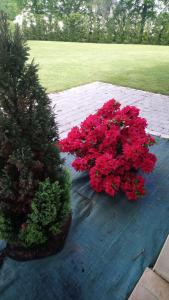 La Trinité-SurzurLe Petit Etang的两株花红色的植物坐在庭院里