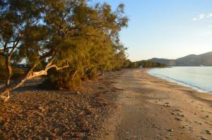 安迪帕罗斯岛ThalaSEA - village Antiparos的水边有树木的海滩