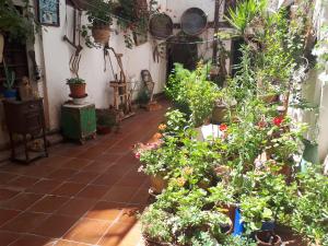 特鲁埃尔丰达托萨尔旅馆的种植了许多植物和盆栽植物的花园