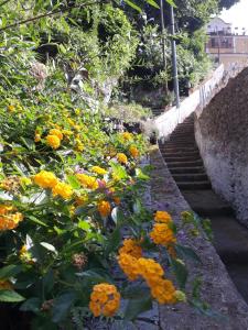 马奥莱卡萨可洛蒂德旅馆的黄色和橙色花的楼梯