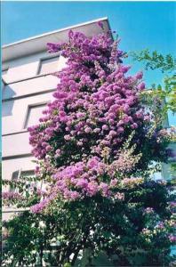 里乔内里戈贝罗酒店的一座建筑物边一棵紫色花的树