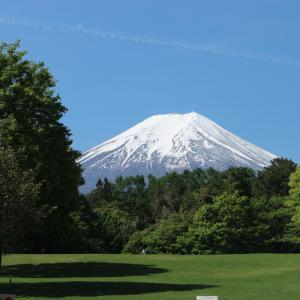 富士吉田市富士山哈娜旅馆的山地的雪覆盖着树木