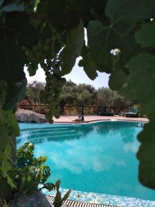 里科索翁Volidiera Guesthouse的蓝色的游泳池,有一堆葡萄