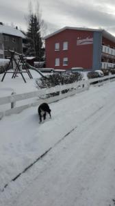 弗雷德里希斯布鲁恩Haus Wiesengrund的一只黑猫沿着雪覆盖的街道走
