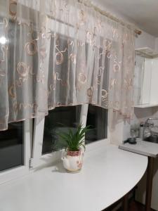 敖德萨Гостевой дом的厨房配有带植物的窗帘,位于柜台上