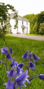 利马瓦迪Ballyhenry House and Apartments的一群在房子前面的草上 ⁇ 蓝的花
