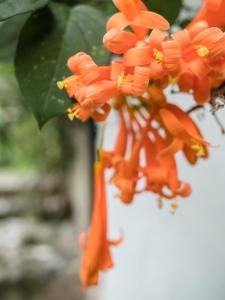 PeñaherreraPacheco Farmhouse - Intag Valley的挂在树上的一束橙色花