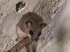 莱万托Il Ghiro的老鼠在墙上吃食物