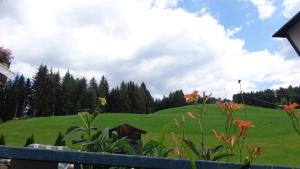 卡尔蒂奇Gasthaus Dorfberg的田野前的绿色山丘,花朵