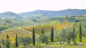 卡尔米尼亚诺La Solaria的享有种植了树木和山丘的葡萄园的景色