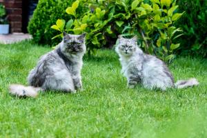 瓦尔纳维拉玛提41号酒店的两只猫坐在院子里的草地上