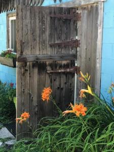 格雷文赫斯特Country Living的一座建筑前的带鲜花的旧木门