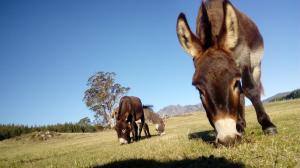 应许之地AAA级格拉纳里度假村住宿的三匹马在草地上放牧