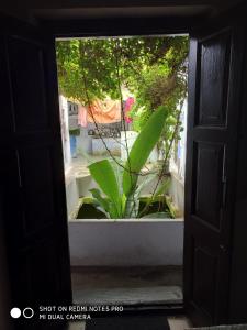 布什格尔Savitri Palace的透过门透过窗户看到植物