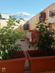 切萨雷奥港Casa Delle Rose的庭院里种植了两株盆栽植物,配有雨伞