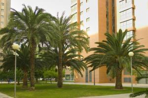 瓦伦西亚毕加索广场公寓的两棵棕榈树,在一座建筑前的公园里