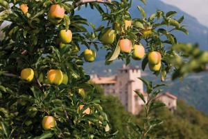 图恩诺Al Salgiar的大楼前有果的苹果树