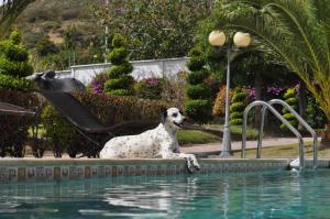 伊瓦拉Lujosa Quinta Vacacional Ibarra的游泳池边的狗