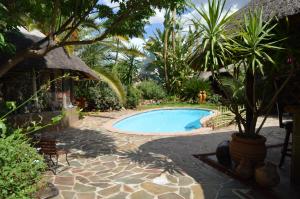 温特和克African Kwela Guest House的庭院中棕榈树的游泳池