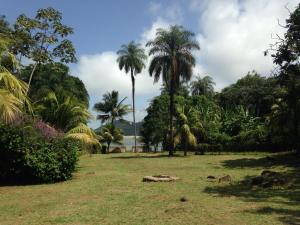 MontjolyLadoré的棕榈树和水体的公园