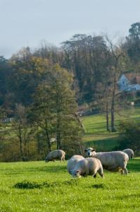 罗伯茨布里奇乔治旅店 的一群羊在草地上放牧