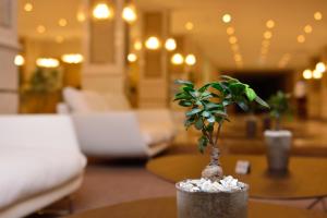 巴统格洛丽亚大酒店的坐在桌子上的一个小植物