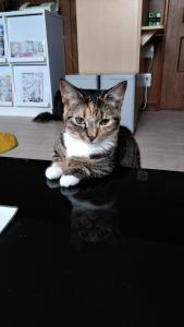 小樽Cat Cafe & Stay Cultus's Home的坐在厨房柜台上的猫