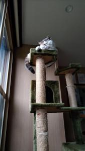 小樽Cat Cafe & Stay Cultus's Home的猫躺在猫树上