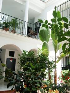 罗塔Casa Atlantica的走廊上一排植物的建筑