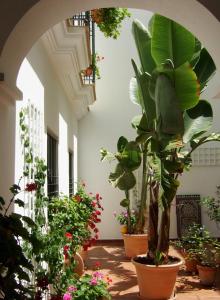 罗塔Casa Atlantica的充满了许多盆栽植物的房间
