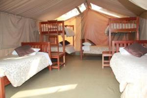 内罗毕牛羚生态帐篷营地的一间设有两张床铺和架子的帐篷的房间