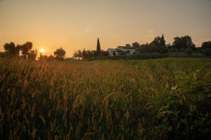 维琴察Agriturismo Relais Maddalene101的一片高大的草地,背面是日落