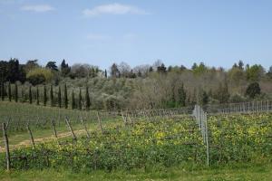 福利亚Agriturismo Gli Archi的葡萄园,园地里放着一束鲜花
