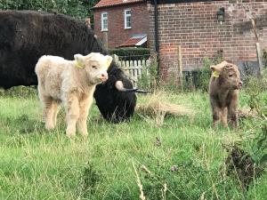 北沃尔舍姆The Earsdon Annexe的两头奶牛站在草地上