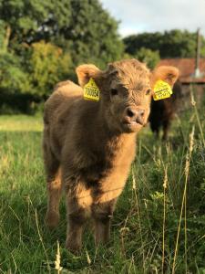 北沃尔舍姆The Earsdon Annexe的一只小牛,耳朵上贴着标签
