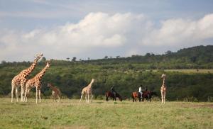 Mweiga阿伯德尔乡村俱乐部酒店的一群长颈鹿和马匹在田野里的人