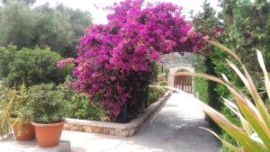 卡拉菲格拉第一别墅公寓的花园里的一束紫色花