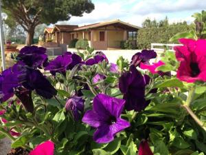 斯卡尔利诺Tortuga Casa Vacanze的一群紫色的花在房子前面