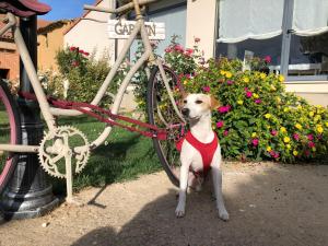 Población de Campos坎波斯破晓酒店的一只身着红色连衣裙的狗站在自行车旁
